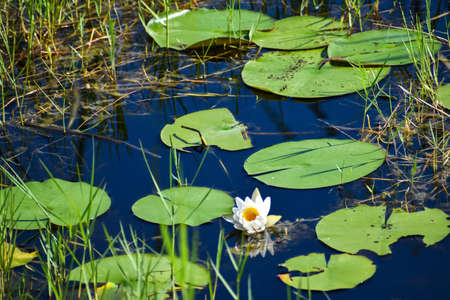 Flowers and lily pads in the river and marsh.の写真素材
