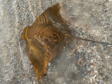 Fever of stingrays (cow nose rays) in Sanibel Island, Floridaの写真素材