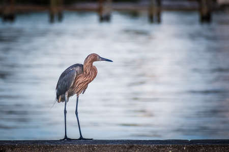 Nonbreeding adult dark morph reddish egret aka Egretta rufescensの写真素材