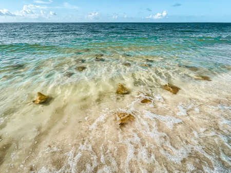 Fever of stingrays (cow nose rays) in Sanibel Island, Floridaの写真素材