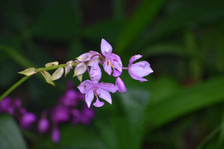 Ground orchids in a Florida garden