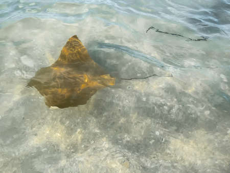 Fever of stingrays (cow nose rays) in Sanibel Island, Florida