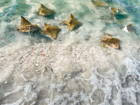 Fever of stingrays (cow nose rays) in Sanibel Island, Florida