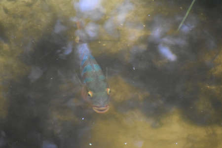 Peacock bass in the Florida swamp