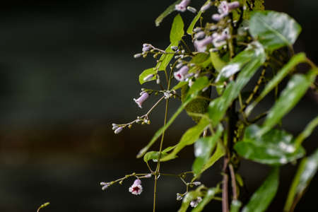 Skunk vine pretty delicate bell flowers aka Paederia foetidaの写真素材