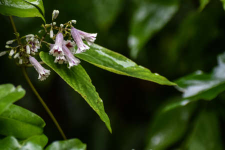 Skunk vine pretty delicate bell flowers aka Paederia foetidaの写真素材