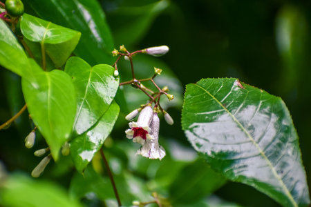 Skunk vine pretty delicate bell flowers aka Paederia foetidaの写真素材