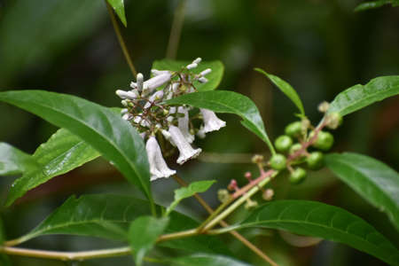 Skunk vine pretty delicate bell flowers aka Paederia foetidaの写真素材