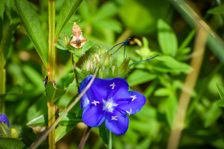 Hydrolea ovata aka  ovate false fiddleleaf or blue waterleafの写真素材