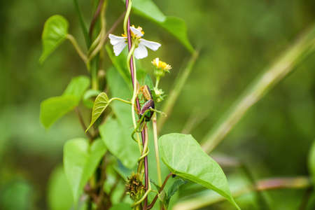 ASCRA BIFDA aka Edessa bifida in the swampの写真素材