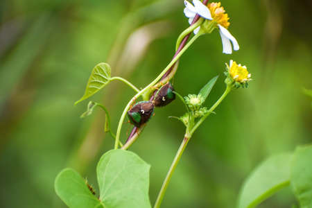 ASCRA BIFDA aka Edessa bifida in the swampの写真素材