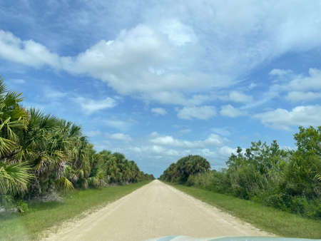 Turner River road through the swamp in south Florida.の写真素材