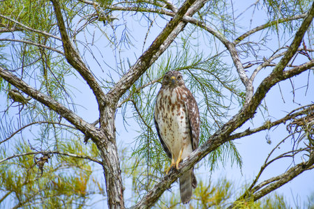 Hawk in a cypress tree in the swampの写真素材