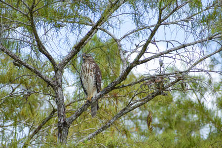 Hawk in a cypress tree in the swampの写真素材