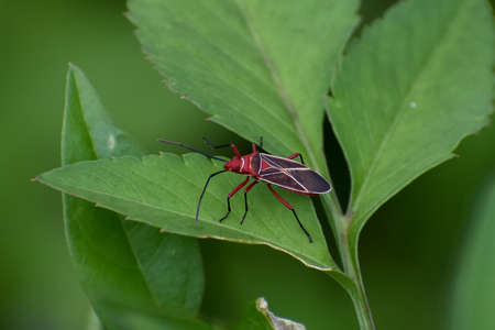 Common Cotton Stainer Bug aka Dysdercus suturellus in Everglades National Park, Florida, United...