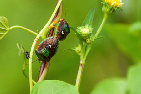 ASCRA BIFDA aka Edessa bifida in the swampの写真素材
