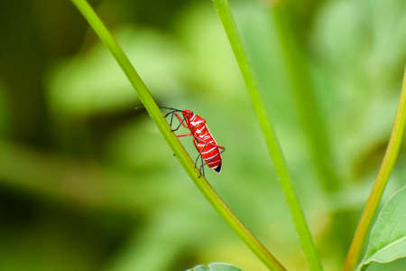 Common Cotton Stainer Bug aka Dysdercus suturellus in Everglades National Park, Florida, United Statesの写真素材