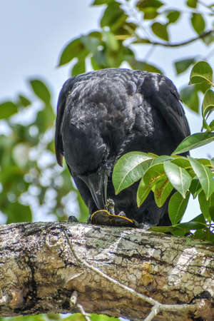 Large black bird eating a turtle while sitting in a tree in Shark Valley in Everglades National Park, Floridaの写真素材