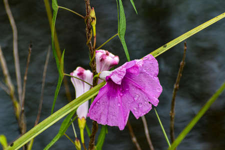 Louisiana wetland wildflowers after a rainの写真素材