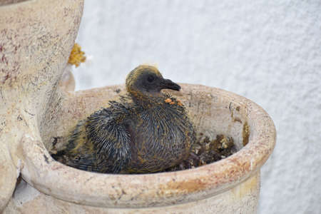 Baby bird nesting in a flower pot on the balconyの写真素材