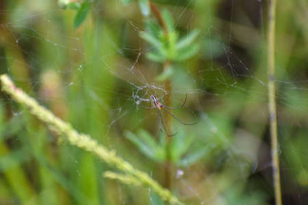 Leucauge argyra spider also known as the Orchard Orb Weaver in a Florida swampの写真素材