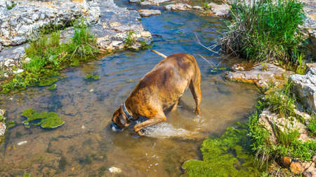 Dog plays and drinks water in Shoal Creek in Joplin, Missouri near Grand Falls.の写真素材