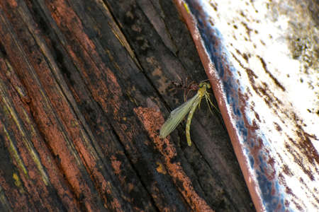 ant eats large bug and kills itの写真素材