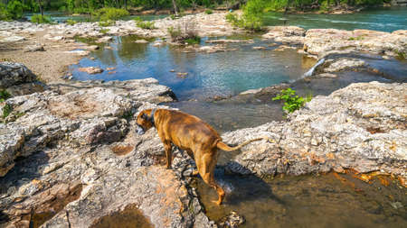 Dog plays and drinks water in Shoal Creek in Joplin, Missouri near Grand Falls.の写真素材