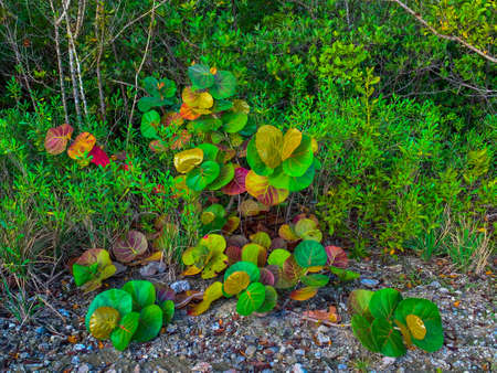 Seagrapes on on an Island in Floridaの写真素材