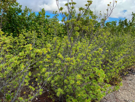 Suriana maritima bush in Florida scrub landの写真素材