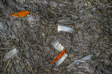 Left over pieces of fish after a bird hunted and ate it in the marshの写真素材