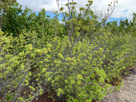 Suriana maritima bush in Florida scrub landの写真素材