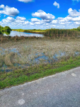 Cladium jamaicense (sawgrass) in the marsh prairie ecosystem of the swampの写真素材