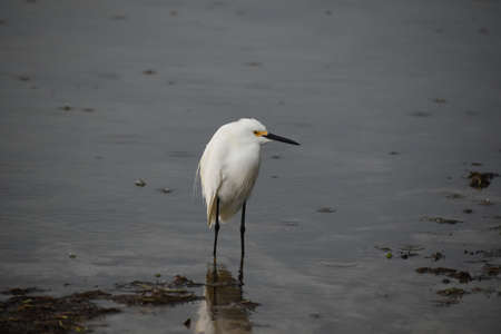 snowy egret wading in the water while raindrops fall and splashの写真素材