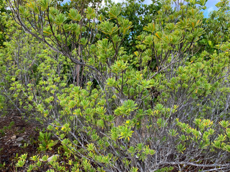 Suriana maritima bush in Florida scrub landの写真素材