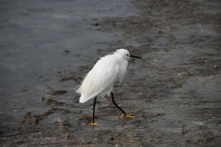 snowy egret wading in the water while raindrops fall and splashの写真素材