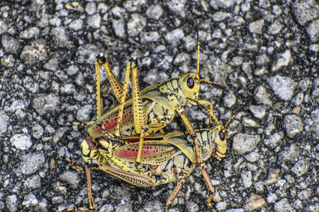 Orange and yellow grasshopper in the swamp.の写真素材