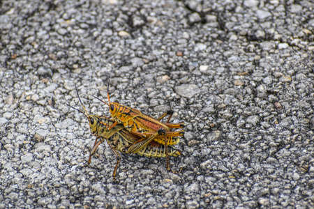 Orange and yellow grasshopper in the swamp.の写真素材