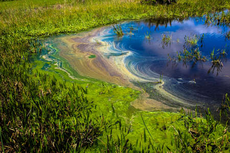 pollution in the water of the swampの写真素材