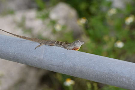 male brown lizard in the swampの写真素材
