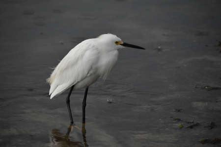 snowy egret wading in the water while raindrops fall and splashの写真素材