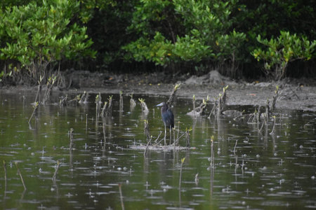 Little blue heron wading in the water while raindrops fall and splashの写真素材