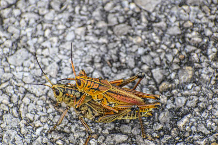 Orange and yellow grasshopper in the swamp.の写真素材
