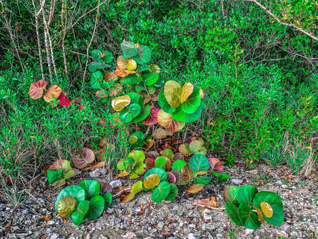 Seagrapes on on an Island in Floridaの写真素材