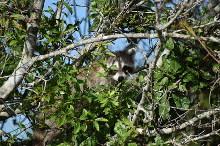 curious raccoon in tall swamp grassの写真素材