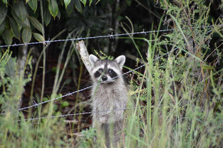 curious raccoon in tall swamp grassの写真素材