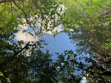 Trees reflecting in the swamp water.の写真素材