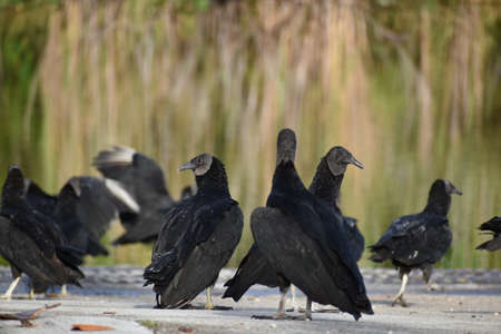 Large black vultures scavenging for food in Everglades National Park, Florida, United Statesの写真素材