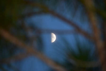 Moon in the swamp at nightの写真素材