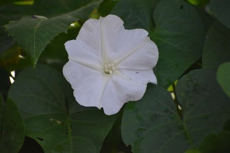 Moon Flower aka ipomoea alba or tropical white morning-gloryの写真素材
